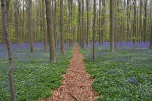 ¿Qué aportan los bosques al mundo rural? - ecointeligencia