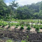 ¿En qué consiste la agricultura circular?