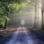 Biodiversidad y medio ambiente: qué conlleva su pérdida