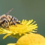 La importancia de las abejas para nuestra supervivencia