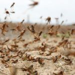 El cambio climático trae algo más que calor y sequía