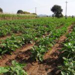 Los cultivos de carbono como estrategia para luchar contra el cambio climático