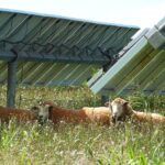 Energía que brota: nuevas claves para el campo sostenible