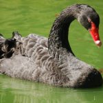 El síndrome del cisne negro en la sostenibilidad: cómo prepararnos para lo inesperado
