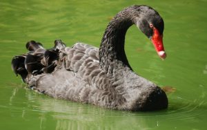 Lee más sobre el artículo El síndrome del cisne negro en la sostenibilidad: cómo prepararnos para lo inesperado