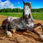 ¿Estás montando un caballo muerto? Cómo evitar la falacia de los costes hundidos en la sostenibilidad