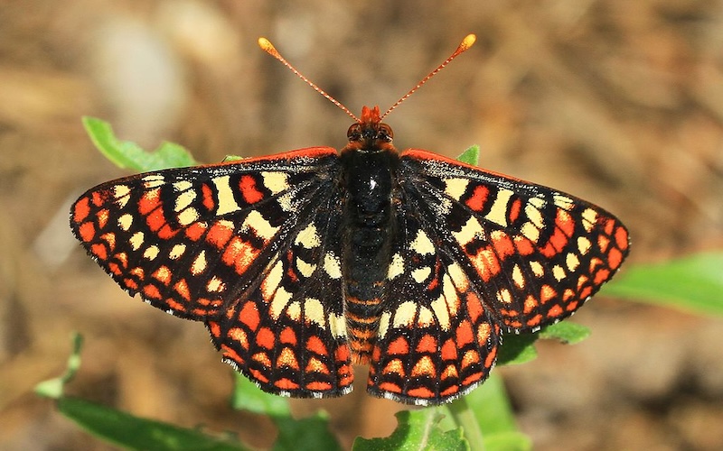 Camille Parmesan ha evidenciado el viaje silencioso de muchas especies, lo que exige replantear las estrategias de conservación