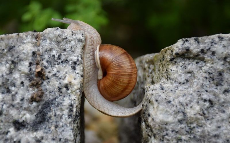 La heurística del esfuerzo es un sesgo cognitivo describe nuestra tendencia a asignar más valor y calidad a lo que percibimos como difícil de lograr