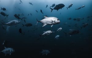 Lee más sobre el artículo ¿Por qué degradar la naturaleza sigue saliendo barato?