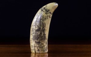 Lee más sobre el artículo El lujo ¿amenaza para la biodiversidad?