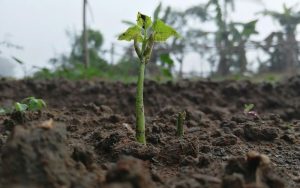 Lee más sobre el artículo ¿Puede ser la naturaleza el motor de la nueva economía?