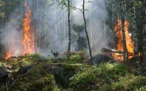 Lee más sobre el artículo El Piroceno es la nueva Edad del Fuego que está cambiando nuestros paisajes